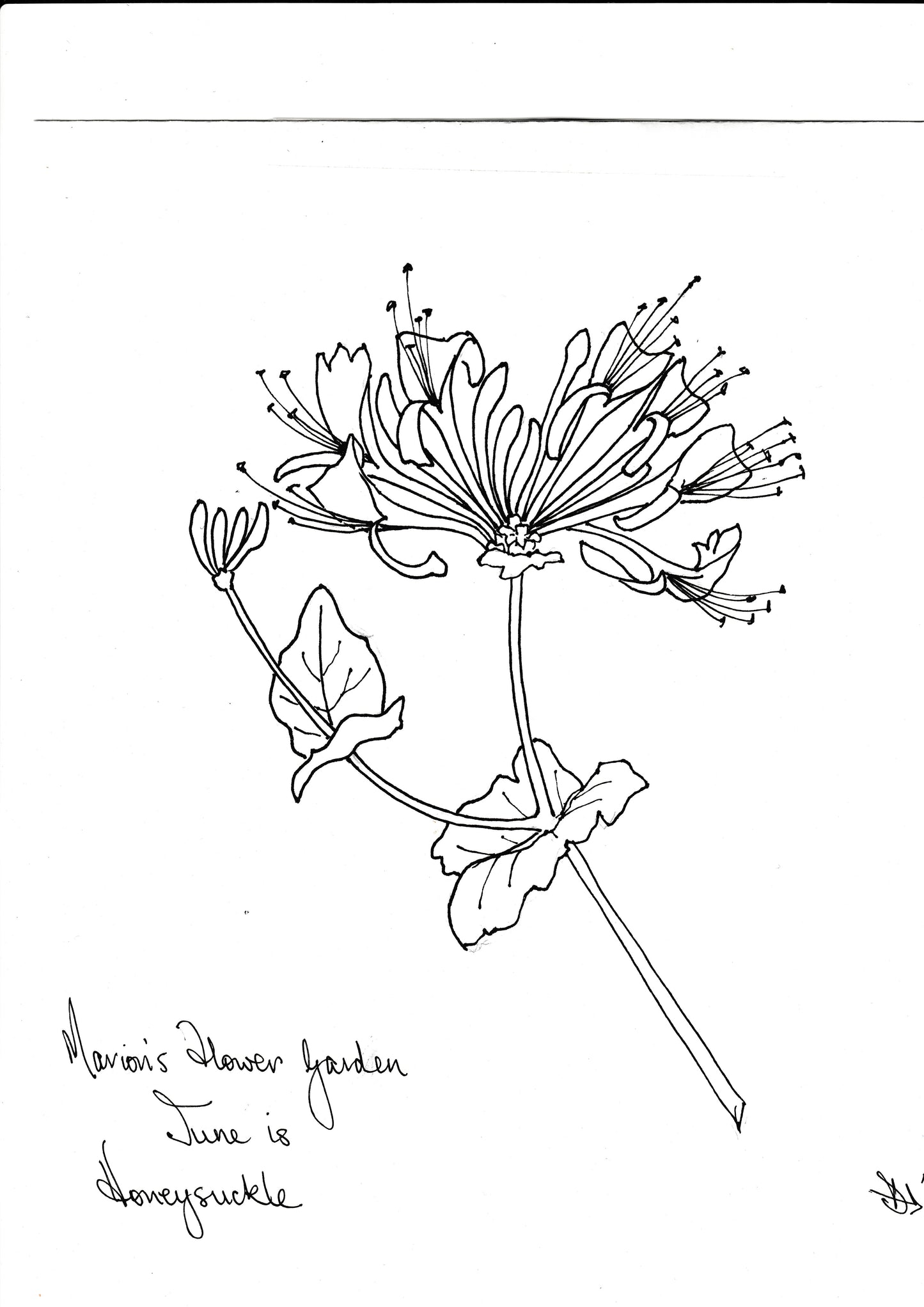 Honeysuckle Embroidery- June in Marion's Flower Garden