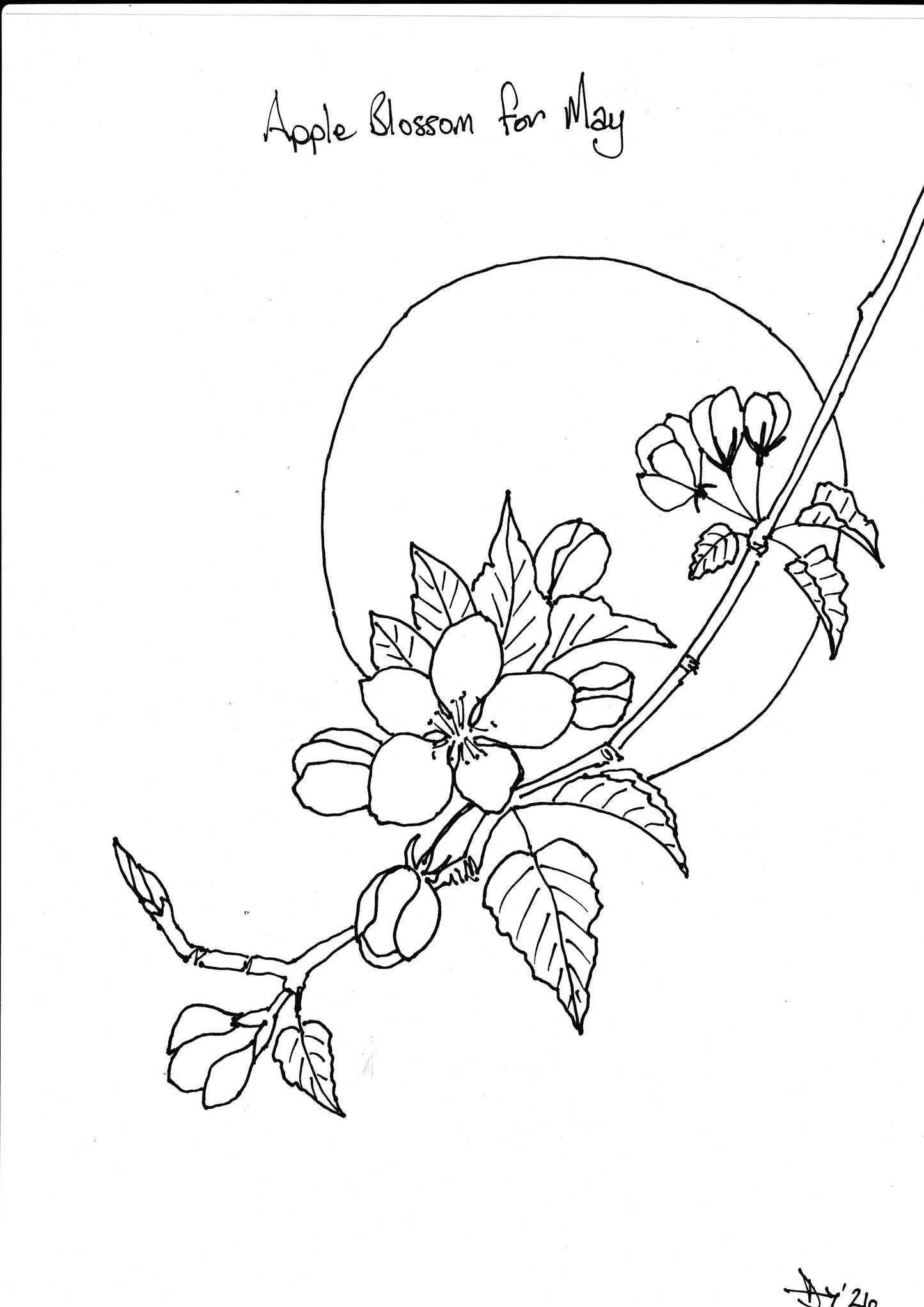 Apple Blossom - May in Marion's Flower Garden