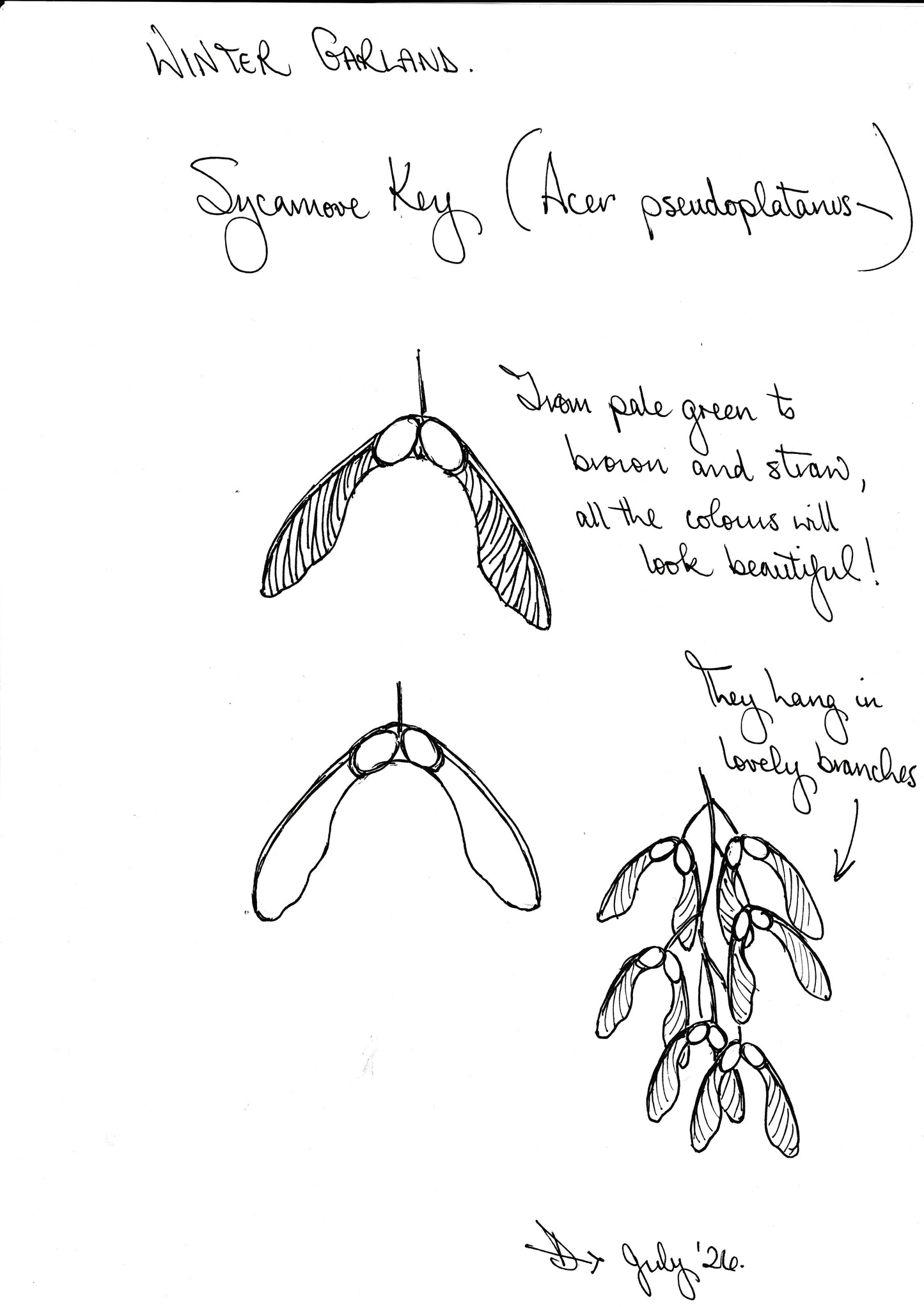 Sycamore Keys